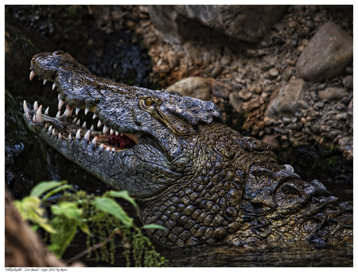 Crocodylus niloticus