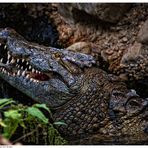 Crocodylus niloticus