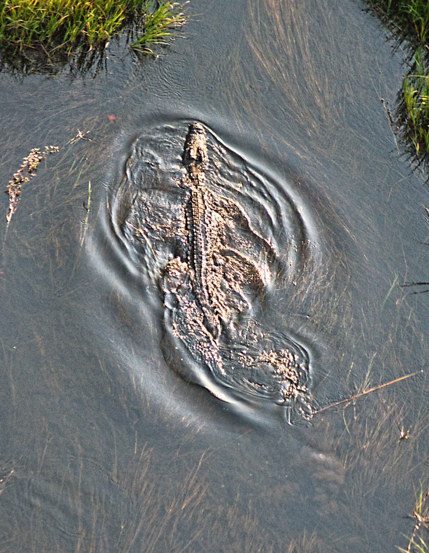 Crocodylus niloticus aureus