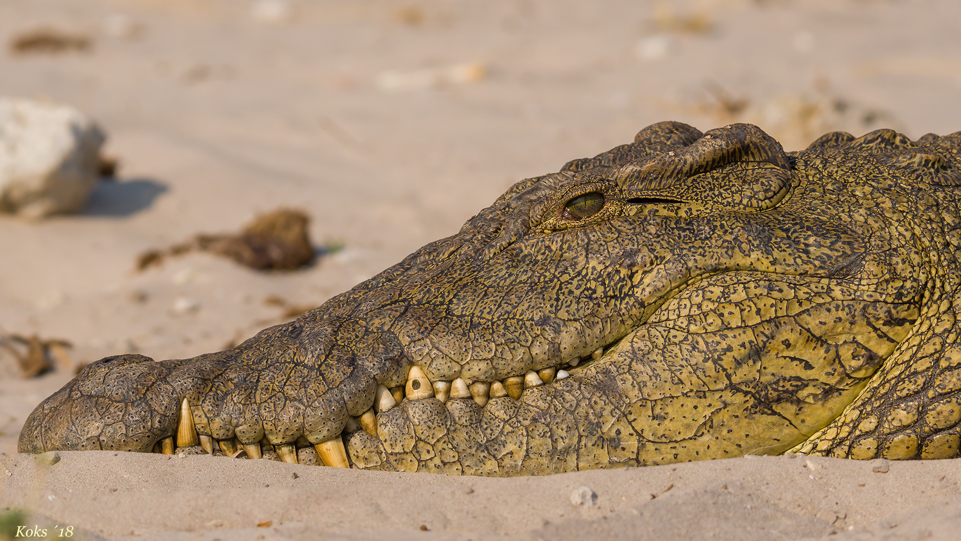 Crocodylus niloticus