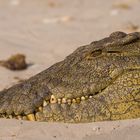 Crocodylus niloticus