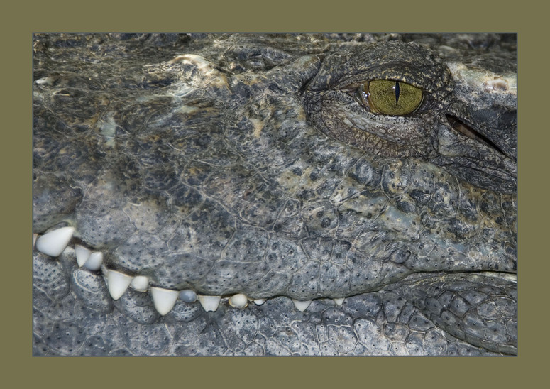 Crocodylus siamensis