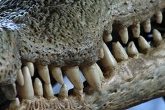 Croco's Teeth