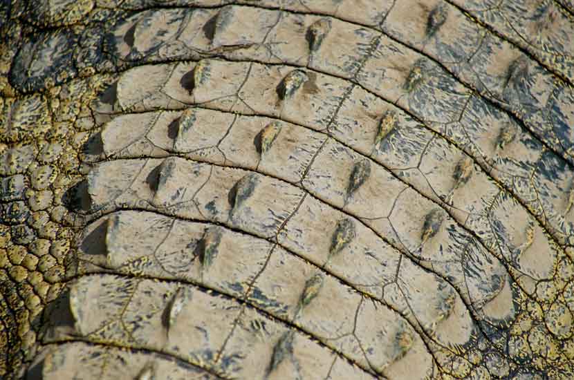 crocoskin