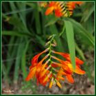 Crocosmia