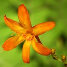 CROCOSMIA