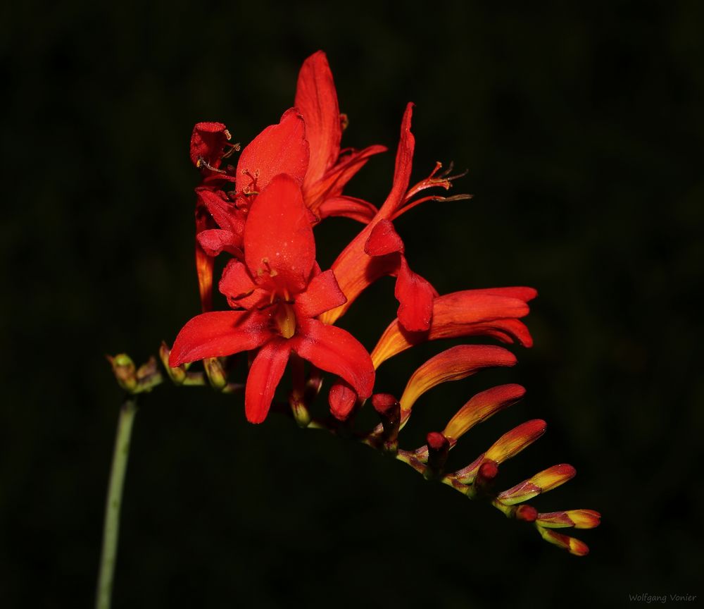 Crocosmia crocosmiiflora Lucifer