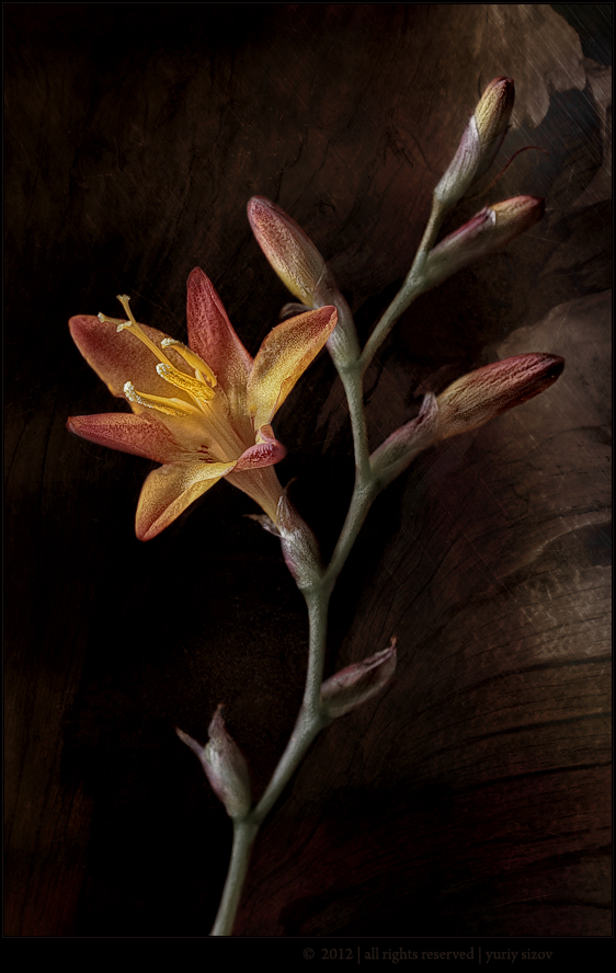 Crocosmia