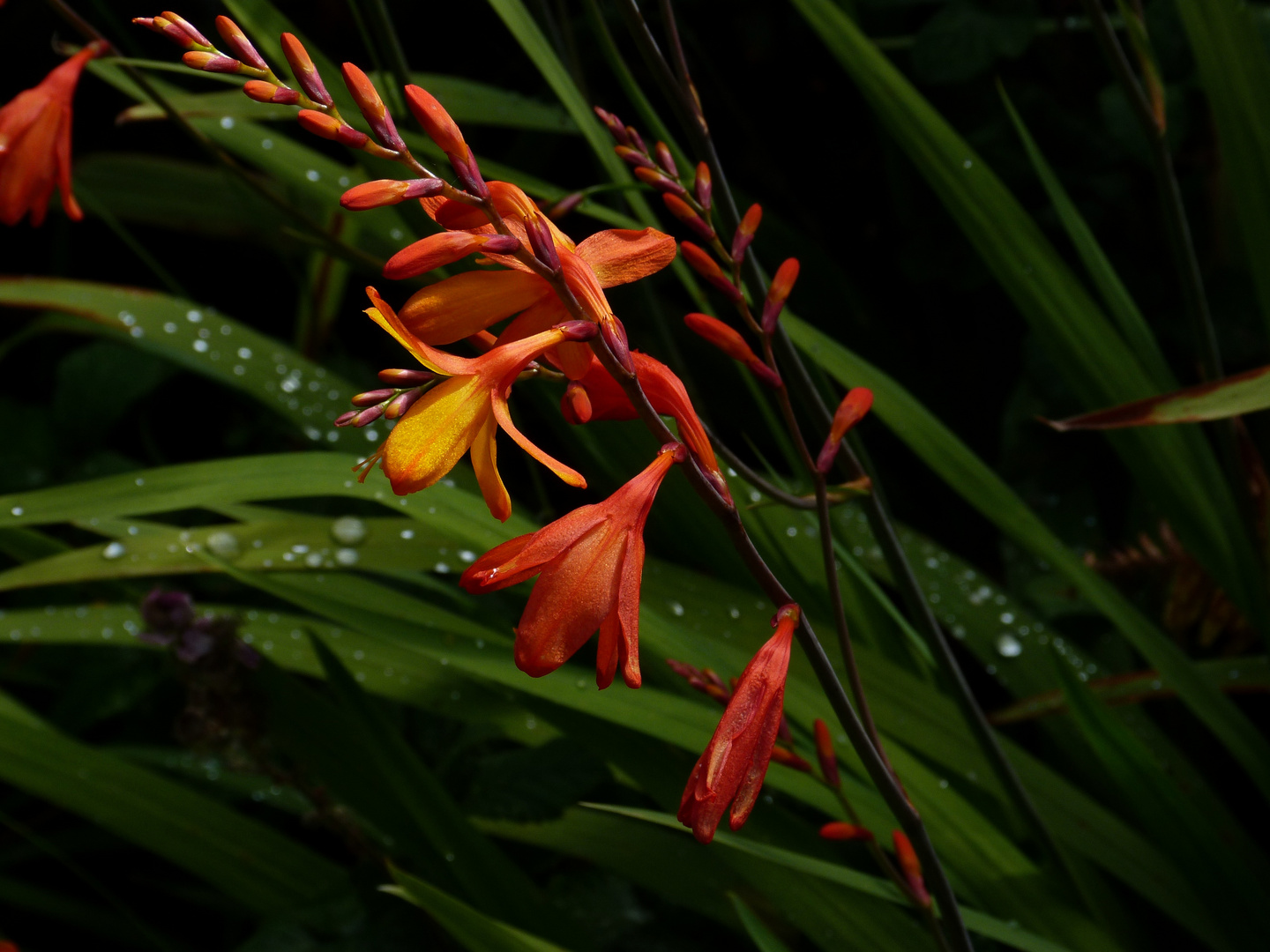 Crocosmia Jackanapes