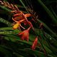 Crocosmia Jackanapes