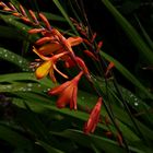 Crocosmia Jackanapes