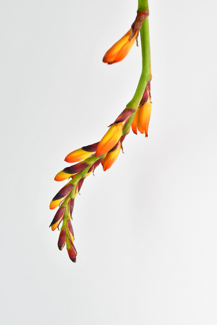 crocosmia luziferblume 