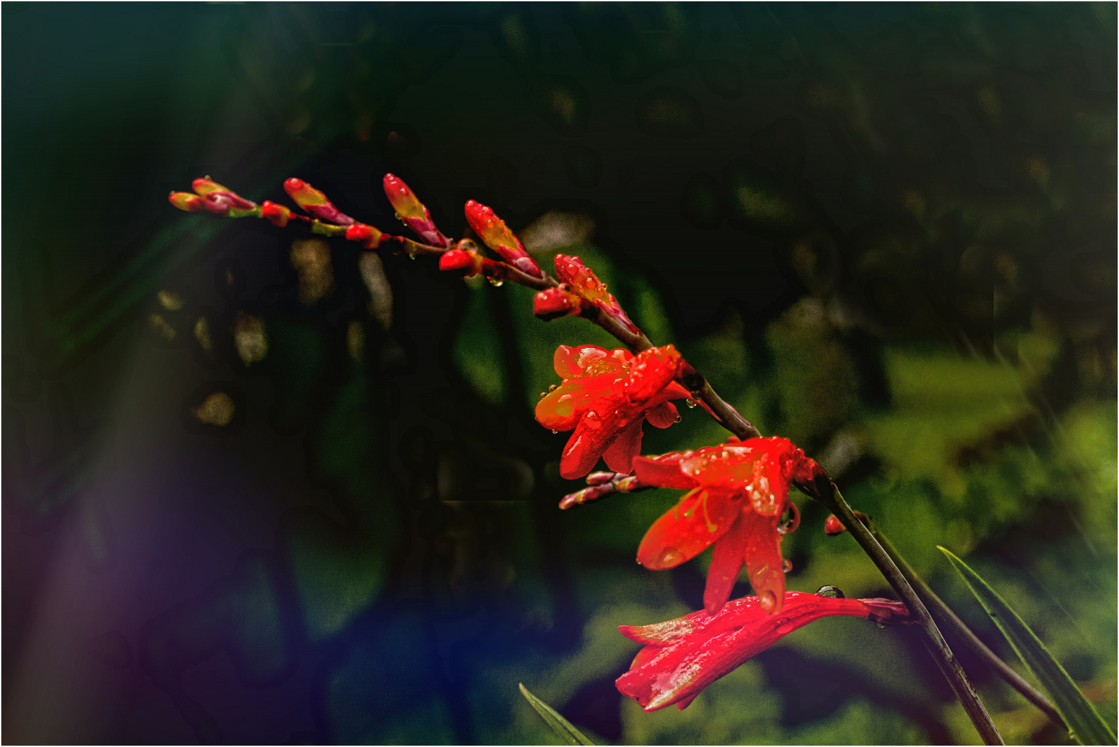  Crocosmia / Montbretie 