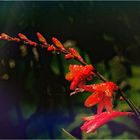  Crocosmia / Montbretie 