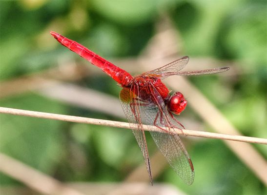crocothemis eritrhraea