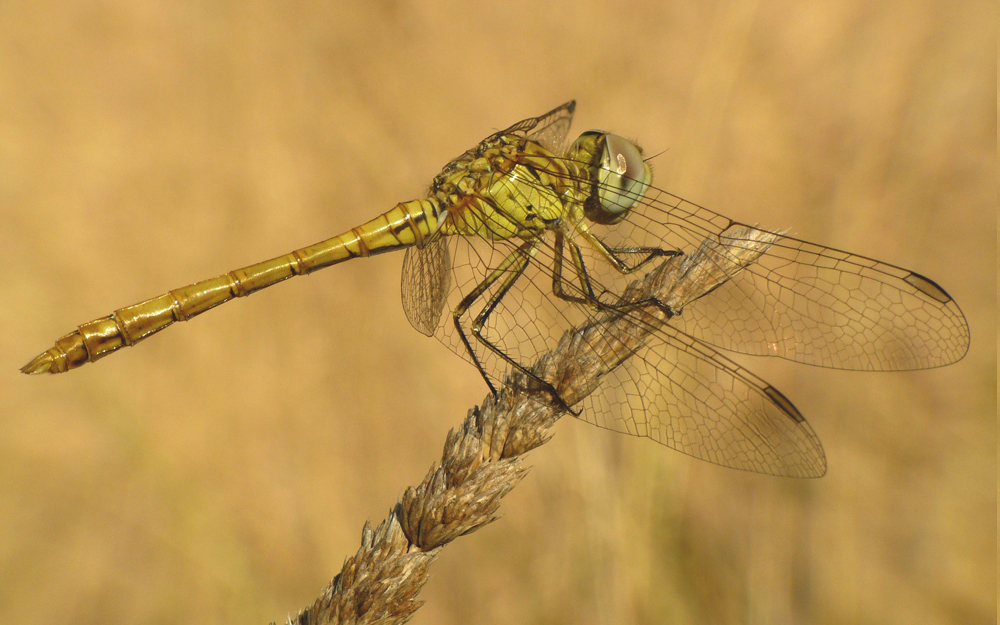 Crocothemis erytharea I