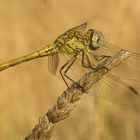 Crocothemis erytharea I