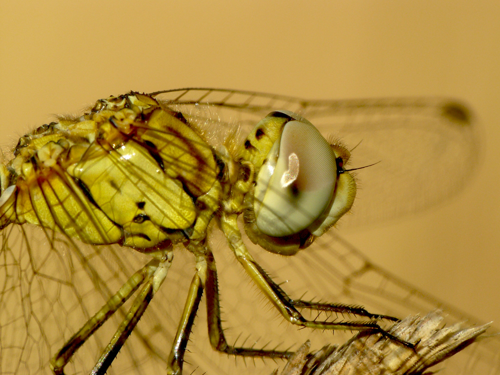 Crocothemis erytharea II