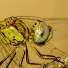 Crocothemis erytharea II