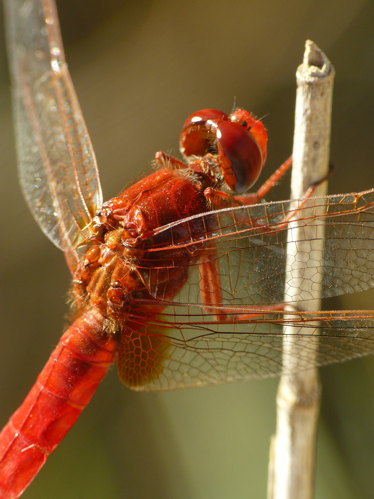 Crocothemis erytharea III