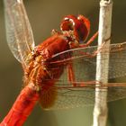 Crocothemis erytharea III