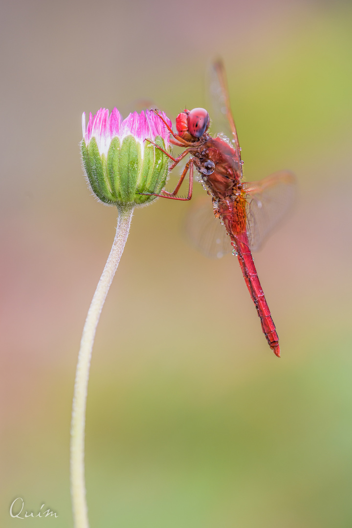 Crocothemis Erythraea