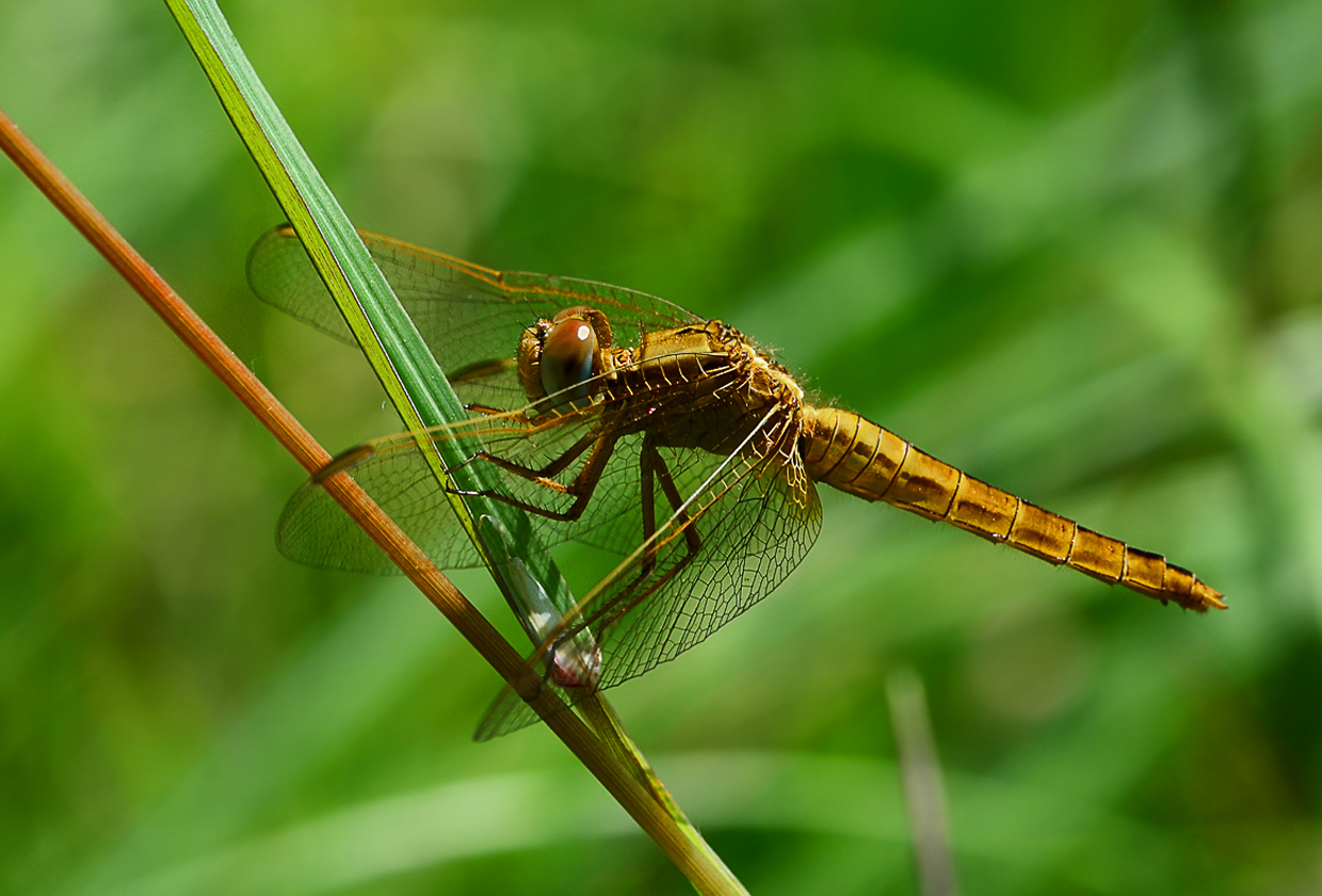 Crocothemis erythraea