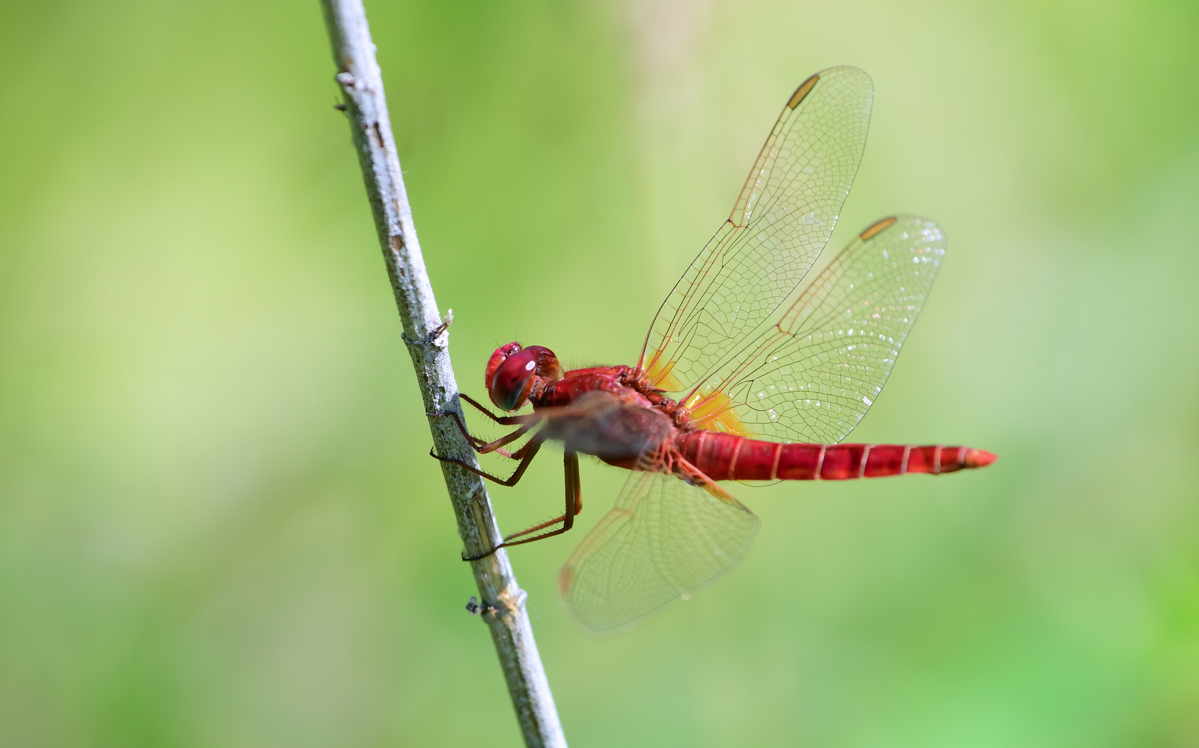  Crocothemis erythraea...