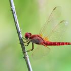  Crocothemis erythraea...