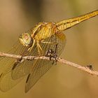 Crocothemis erythraea