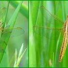 Crocothemis erythraea