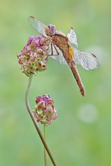 Crocothemis erythraea