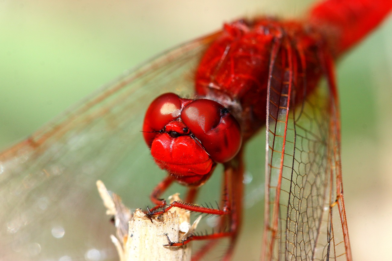 Crocothemis erythraea