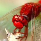 Crocothemis erythraea