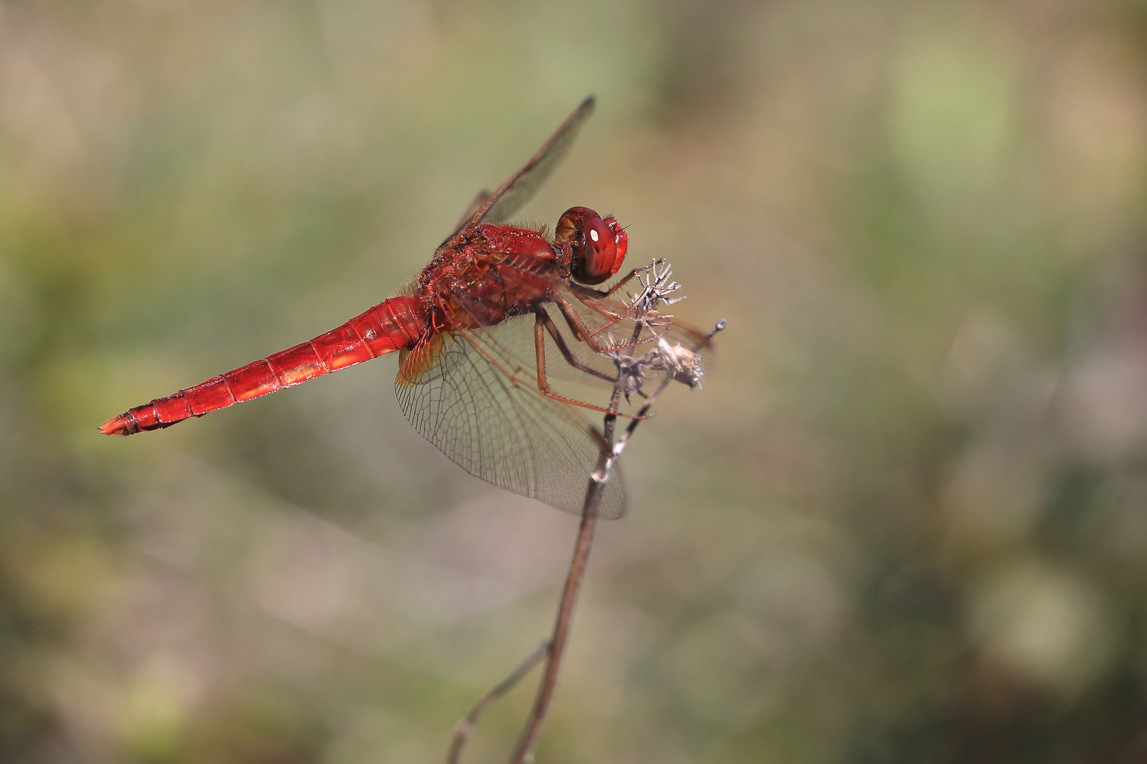 Crocothemis erythraea