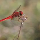 Crocothemis erythraea