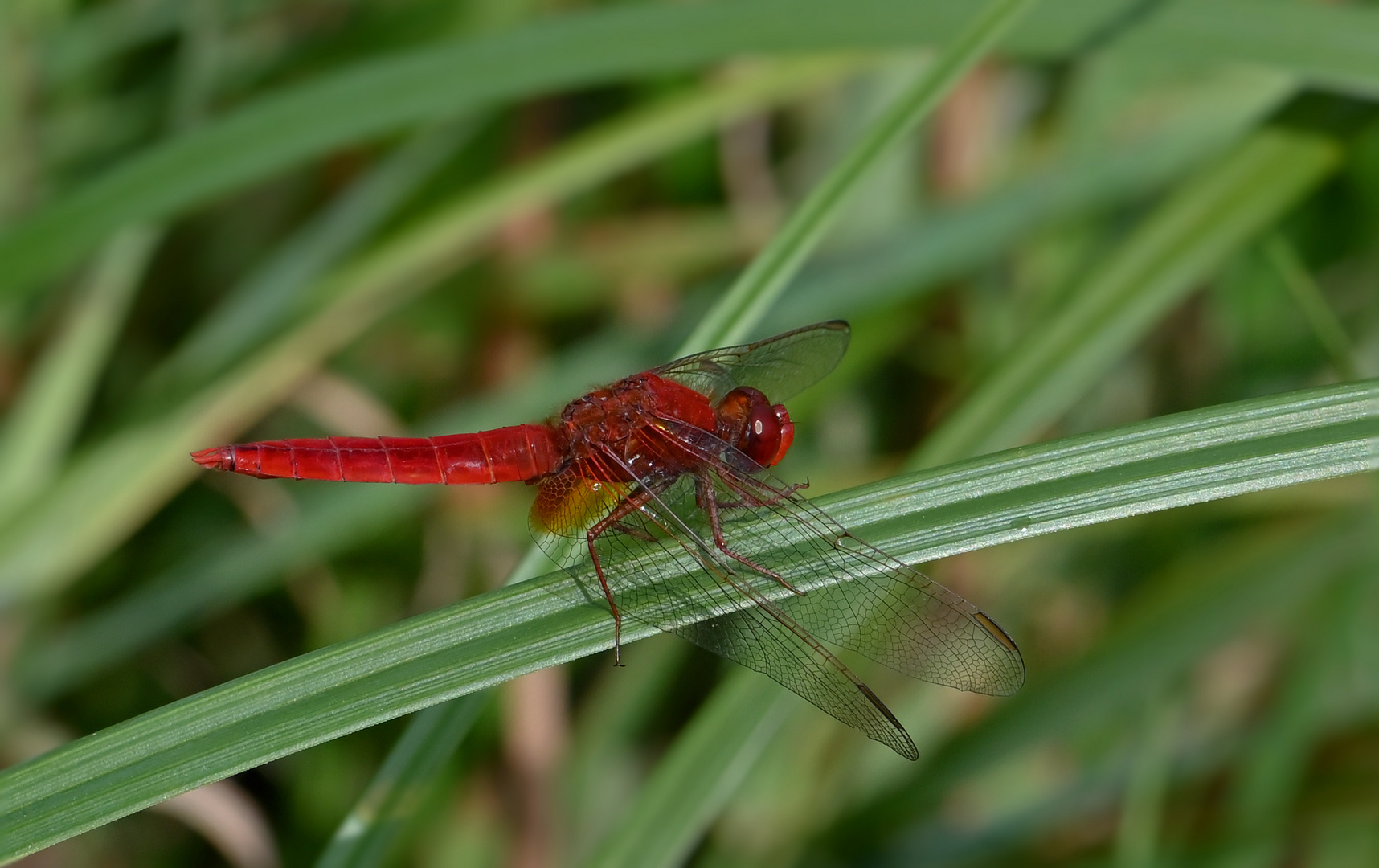 (Crocothemis erythraea),  auch Westliche Feuerlibelle,