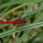 (Crocothemis erythraea),  auch Westliche Feuerlibelle,