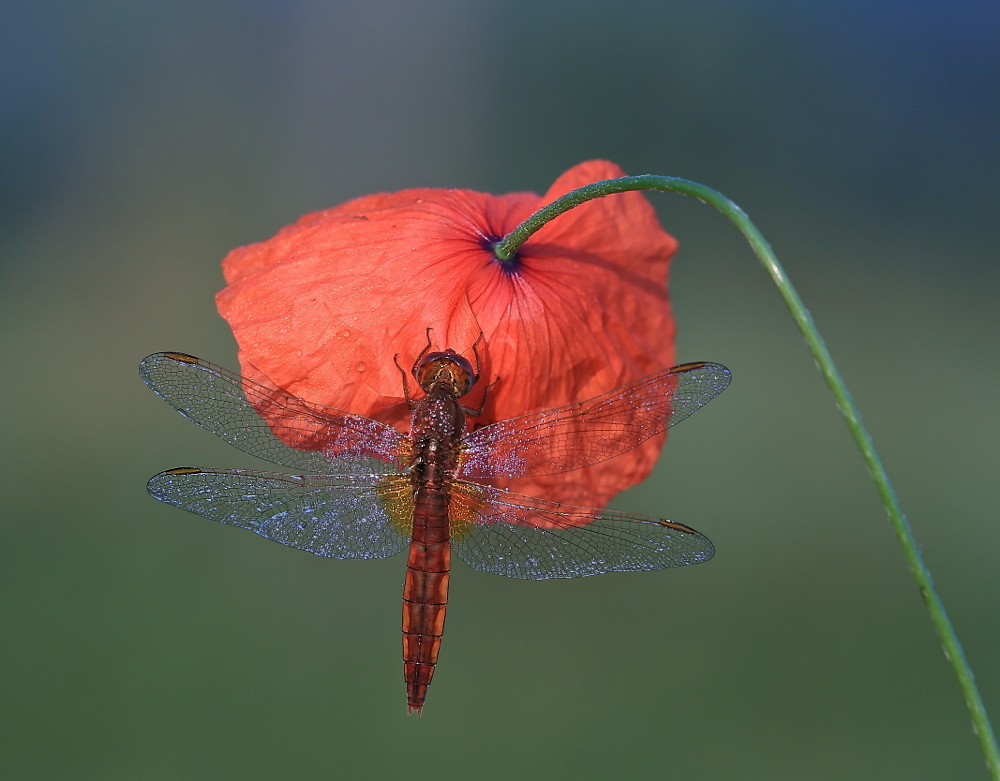 Crocothemis erythraea