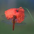 Crocothemis erythraea