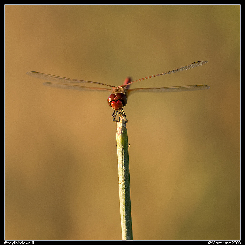 Crocothemis erythraea