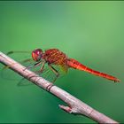 Crocothemis erythraea