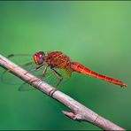 Crocothemis erythraea