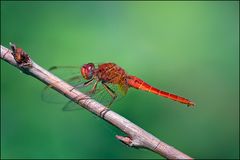 Crocothemis erythraea