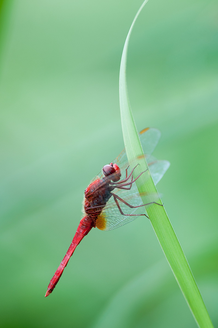 Crocothemis-erythraea