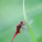 Crocothemis-erythraea