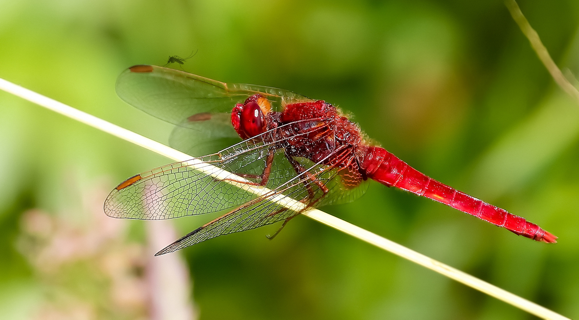 Crocothemis erythraea ( F )  mit 18,7 Mp ...!