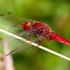 Crocothemis erythraea ( F )  mit 18,7 Mp ...!