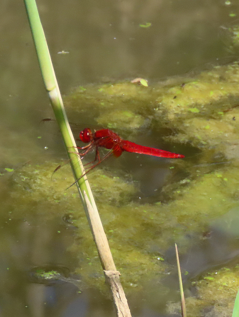 Crocothemis erythraea (Feuerlibelle) 