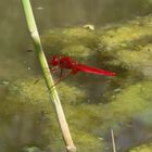 Crocothemis erythraea (Feuerlibelle) 